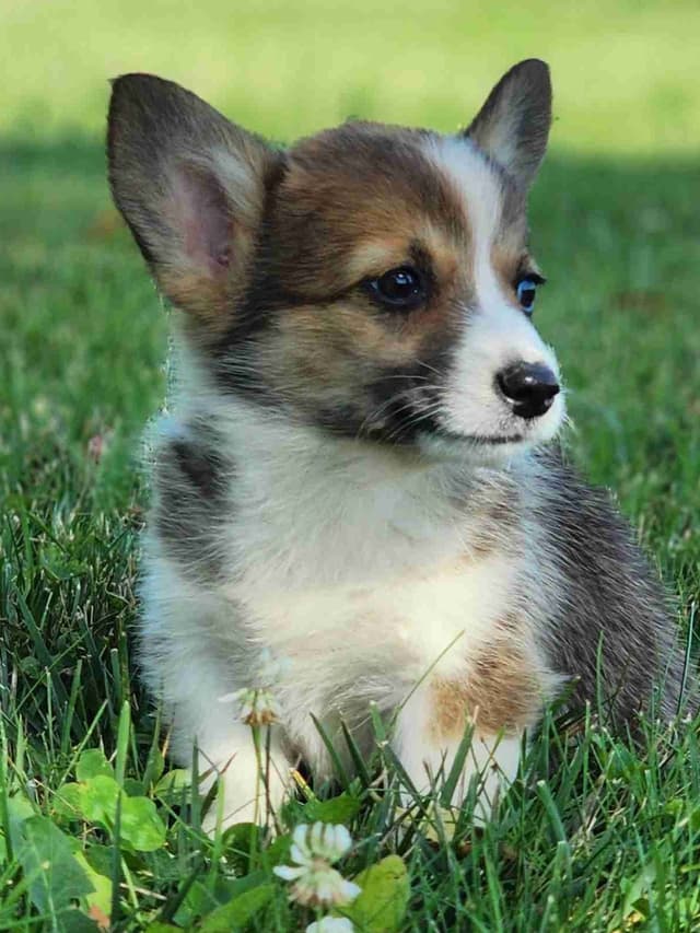 Pembroke Welsh Corgi Puppies media 14