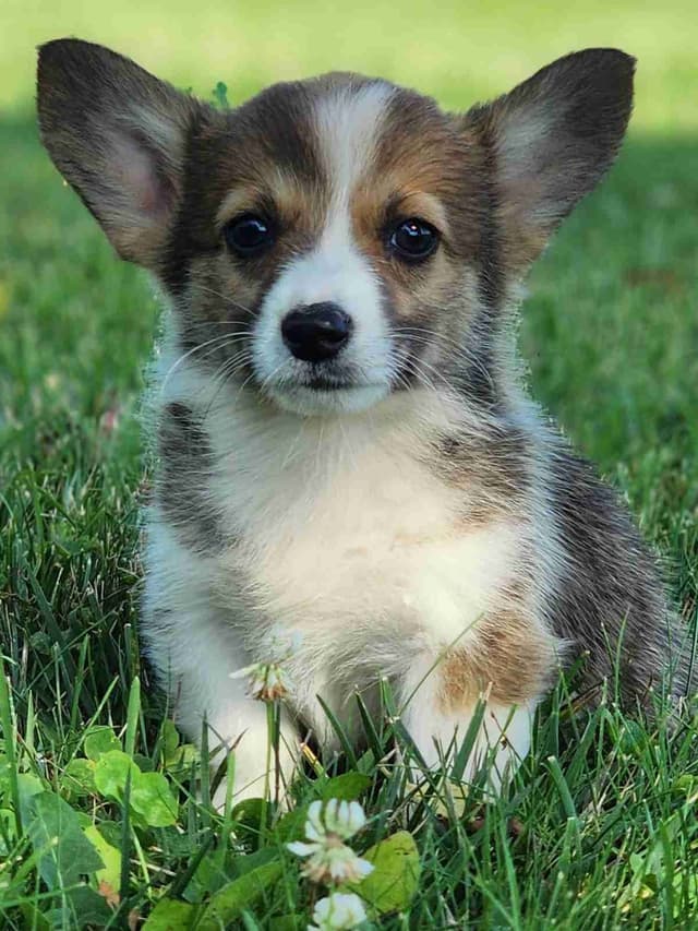Pembroke Welsh Corgi Puppies media 13