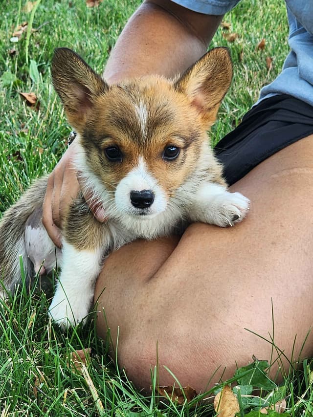 Pembroke Welsh Corgi Puppies media 16