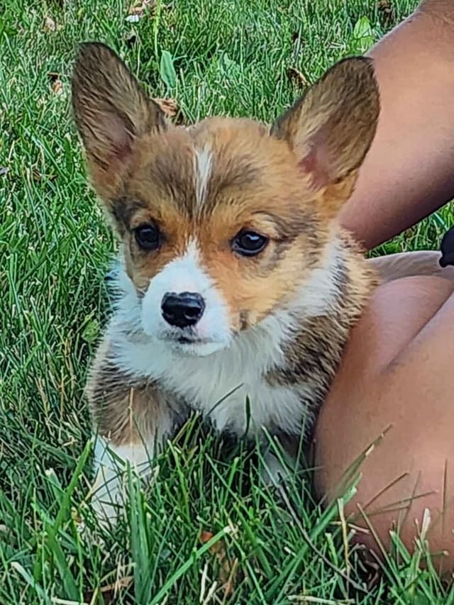 Pembroke Welsh Corgi Puppies media 15