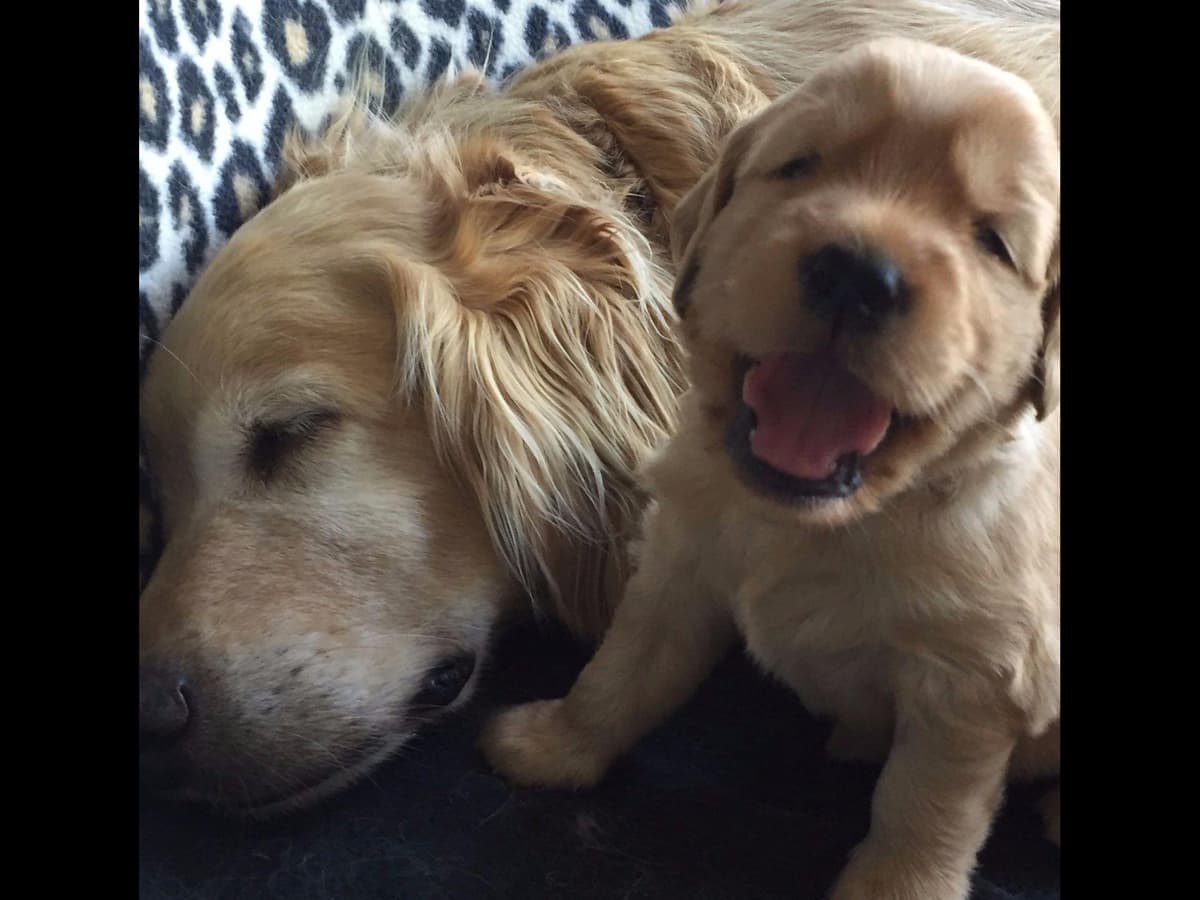 Golden Retriever Puppies breeder image 2