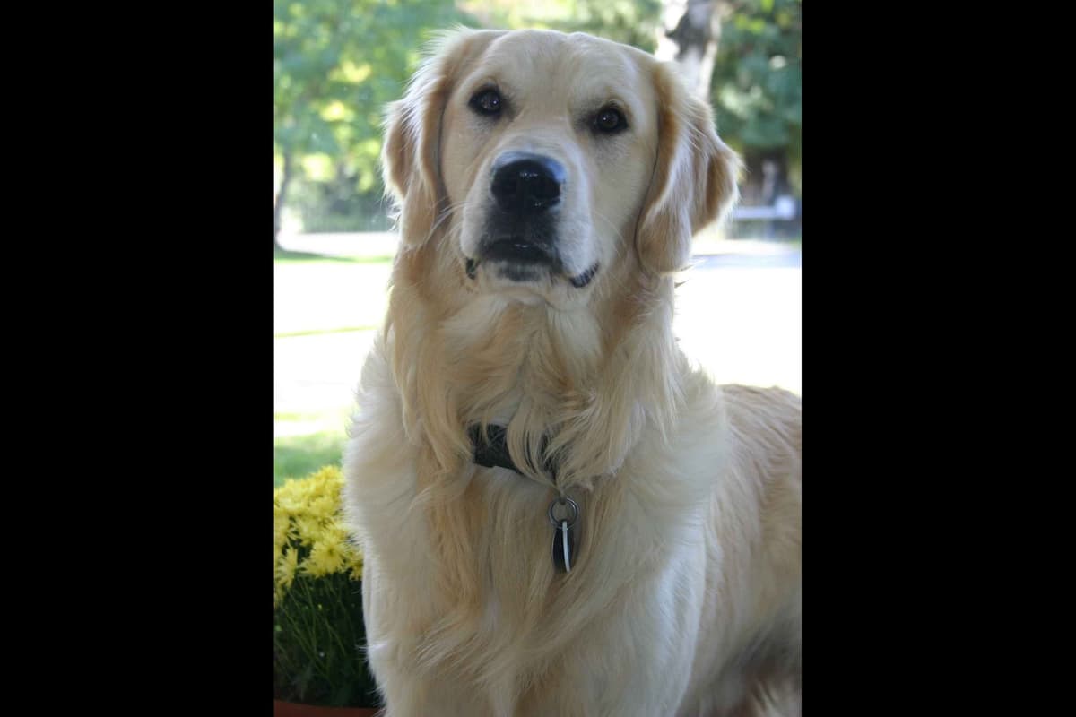 Golden Retriever Puppies breeder image 3