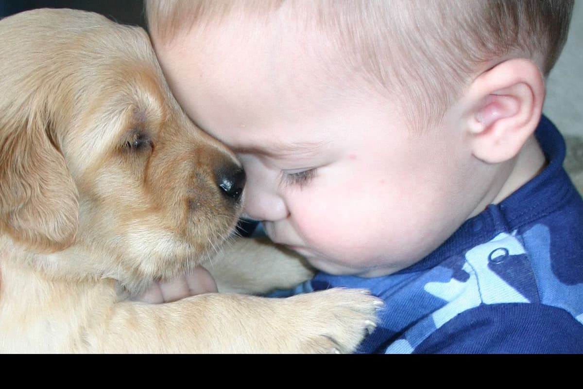 Golden Retriever Puppies breeder image 4