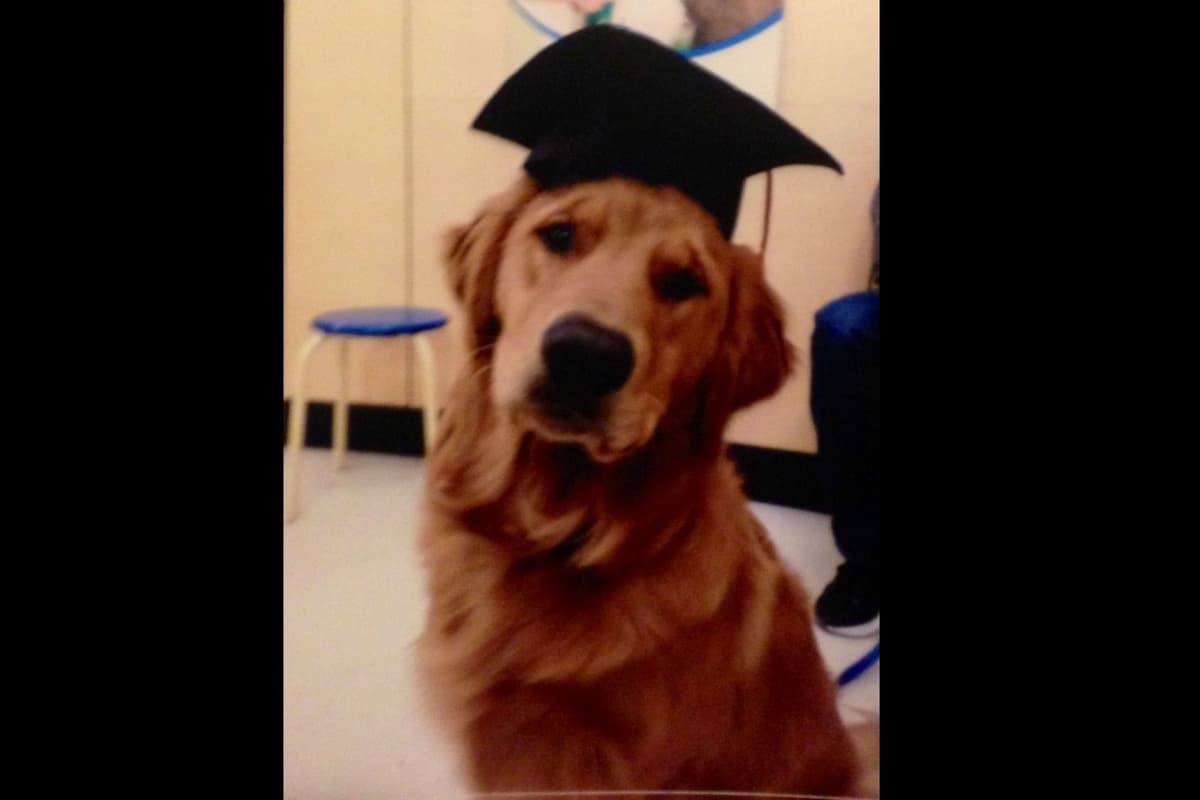 Golden Retriever Puppies breeder image 5