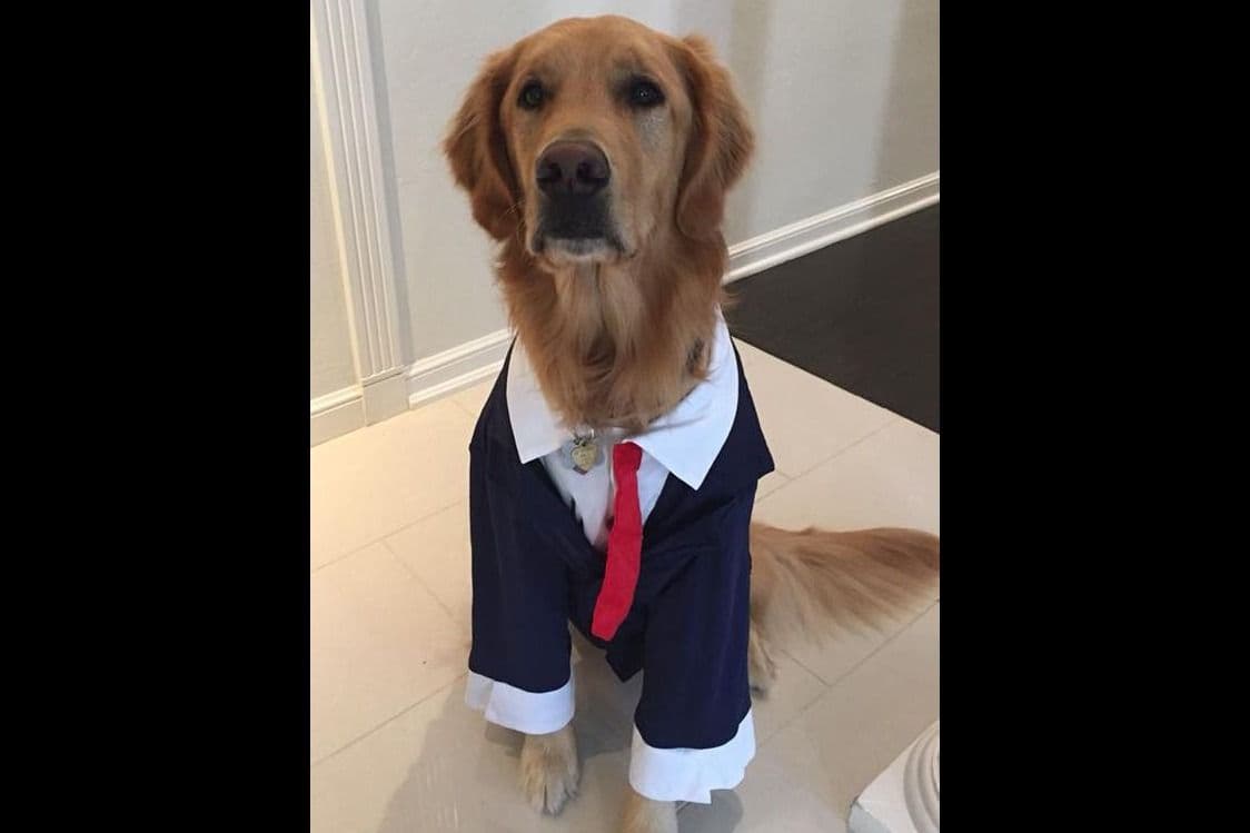 Golden Retriever Puppies breeder image 6
