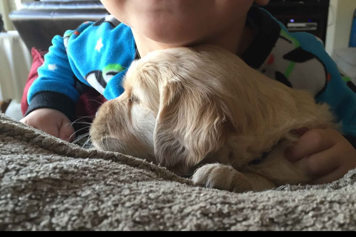 Golden Retriever Puppies breeder image 9