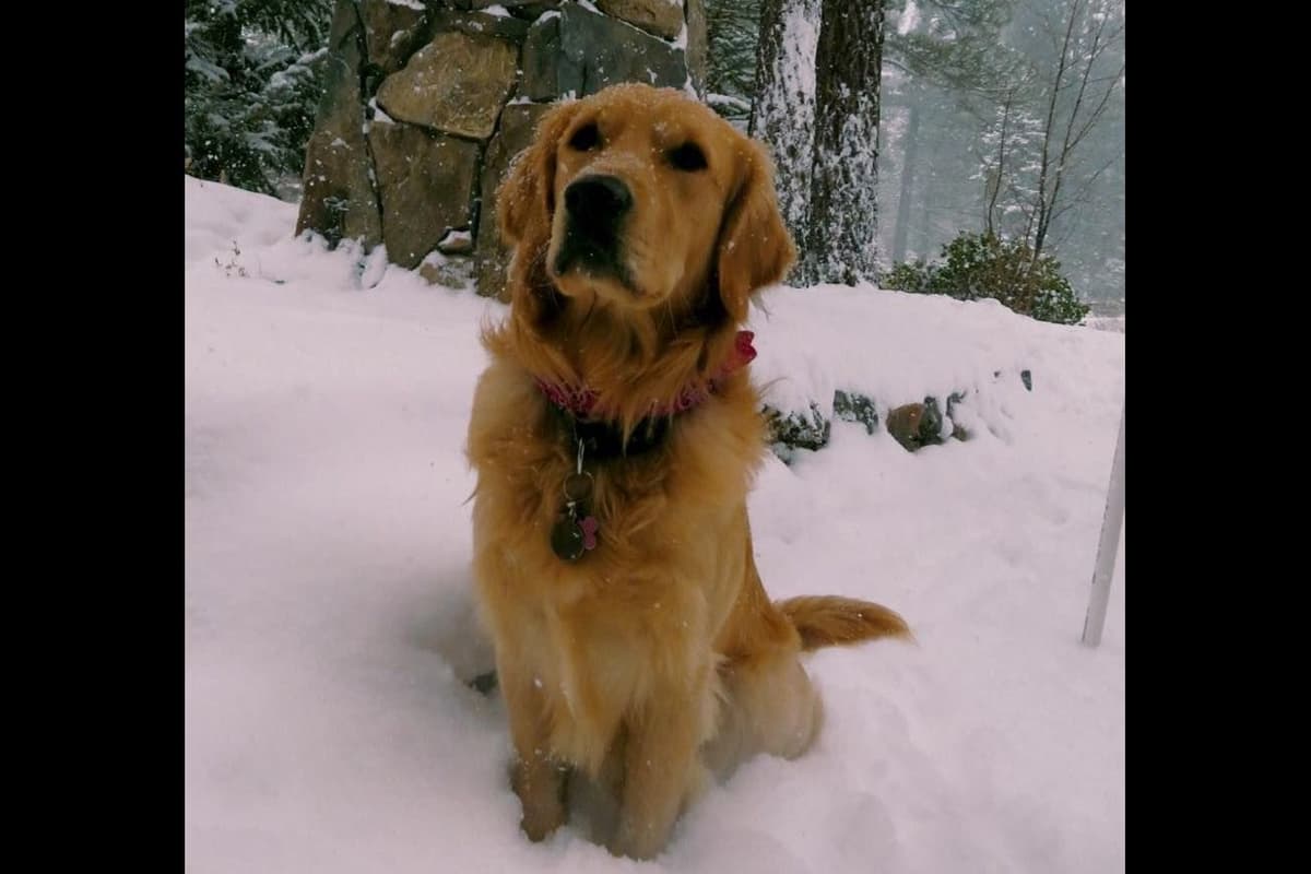 Golden Retriever Puppies breeder image 10