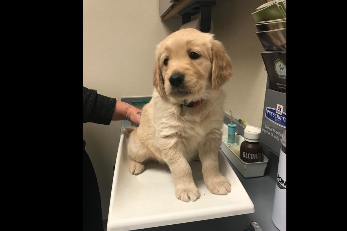 Golden Retriever Puppies breeder image 12
