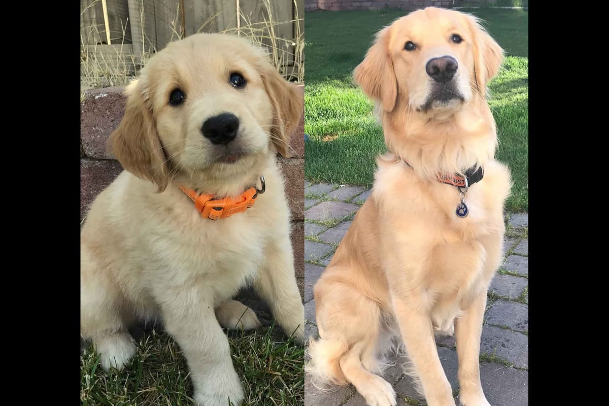 Golden Retriever Puppies breeder image 13