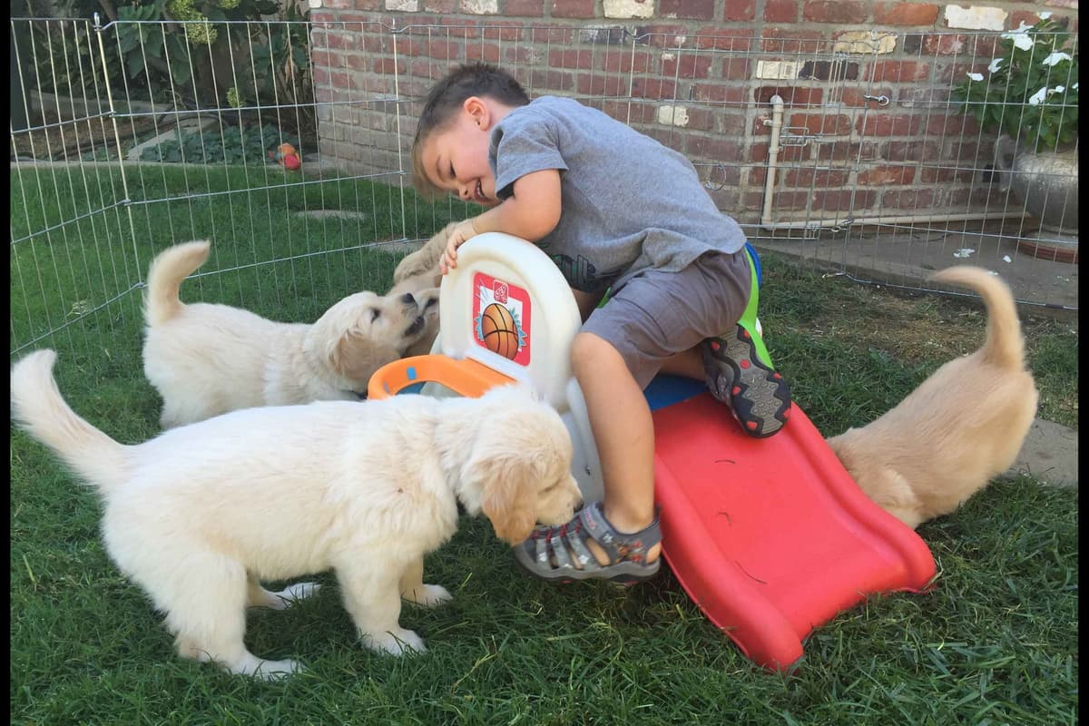 Golden Retriever Puppies breeder image 14