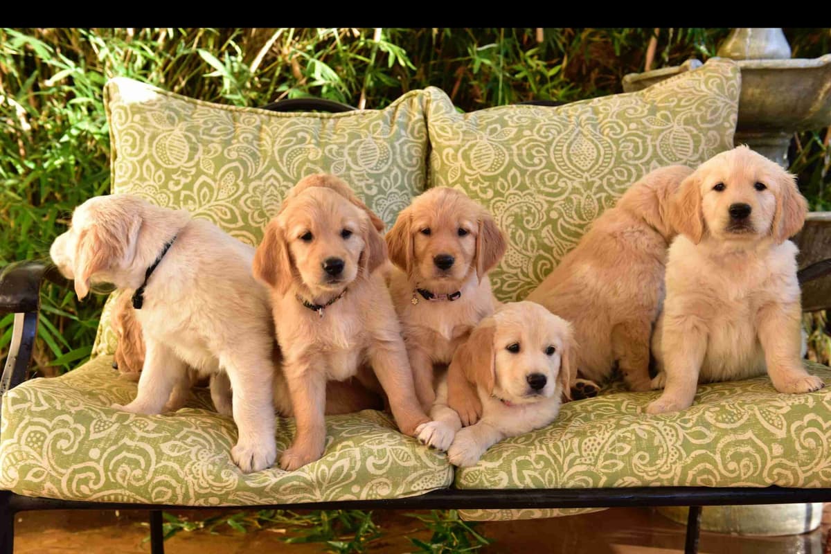 Golden Retriever Puppies breeder image 15