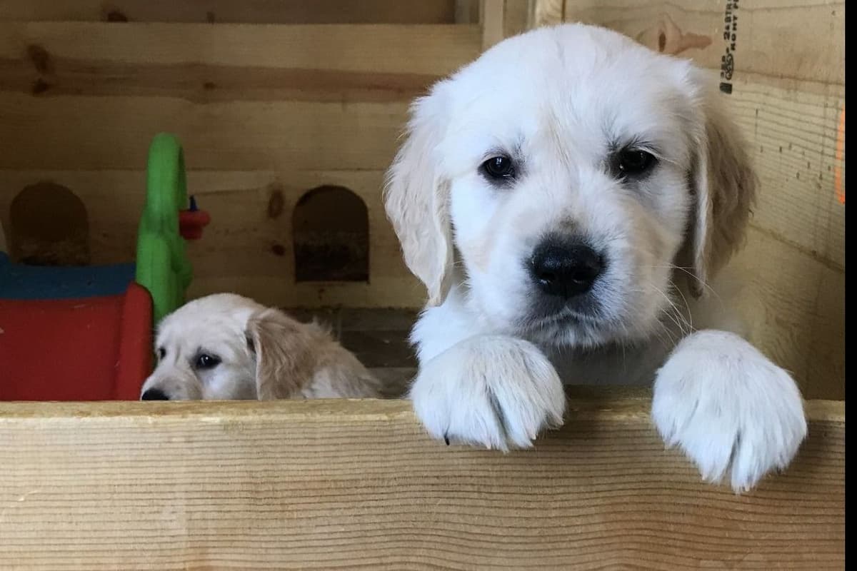 Golden Retriever Puppies breeder image 16
