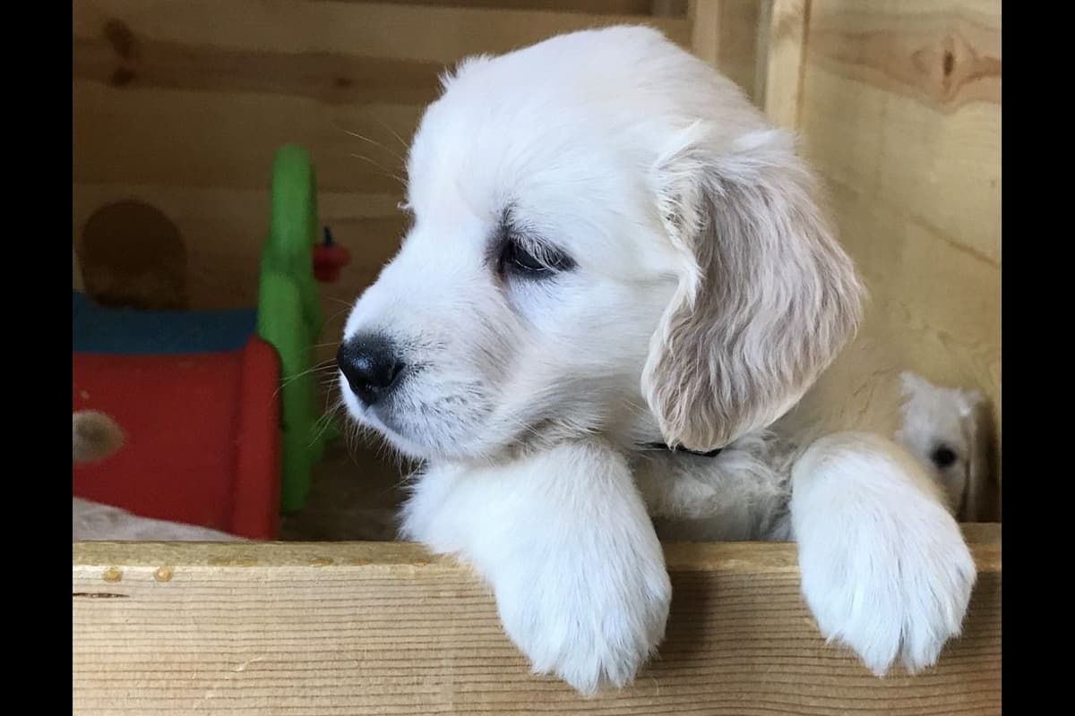 Golden Retriever Puppies breeder image 17