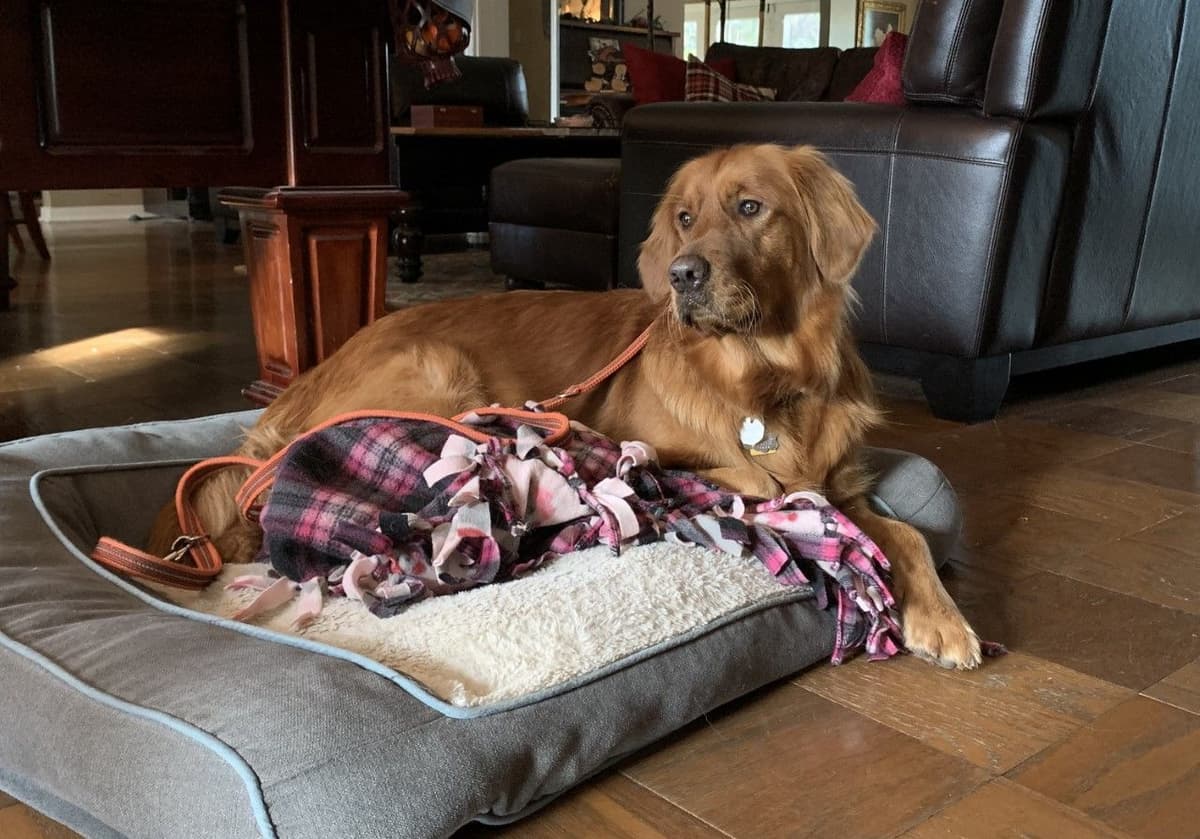 Golden Retriever Puppies breeder image 1