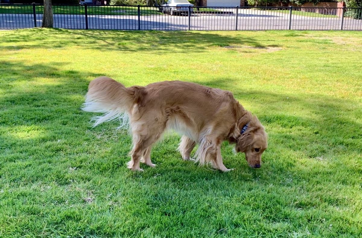 Golden Retriever Puppies breeder image 19