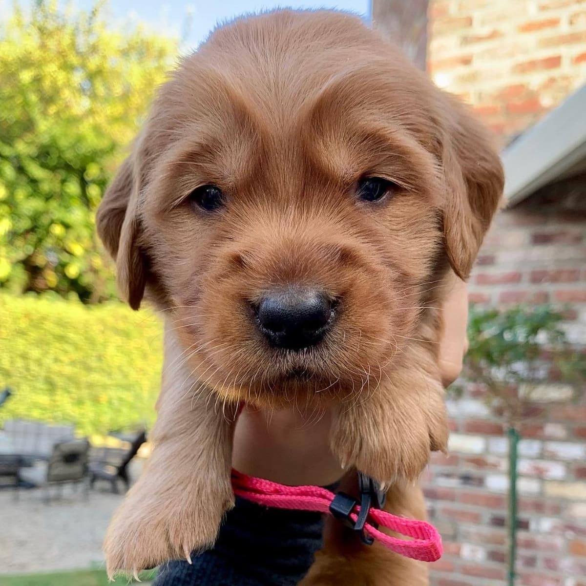 Golden Retriever Puppies breeder image 23
