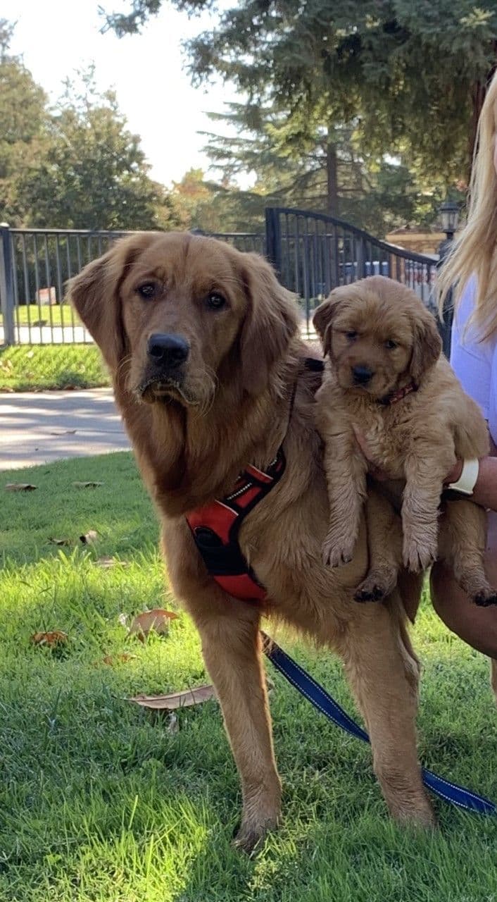 Golden Retriever Puppies breeder image 25