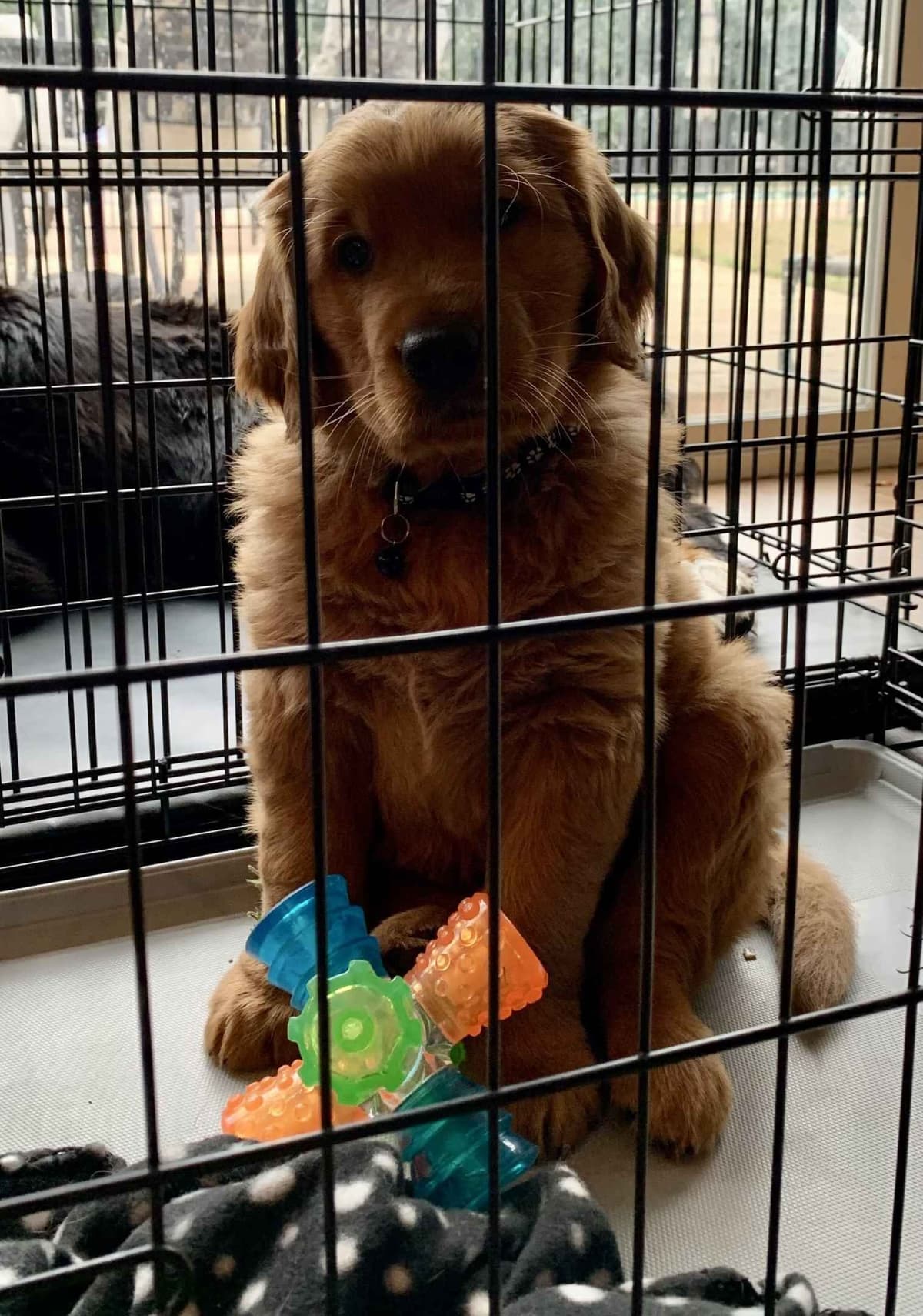 Golden Retriever Puppies breeder image 24