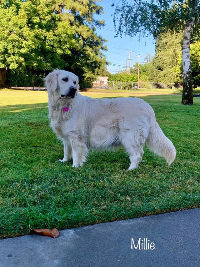Golden Retriever Puppies media 2