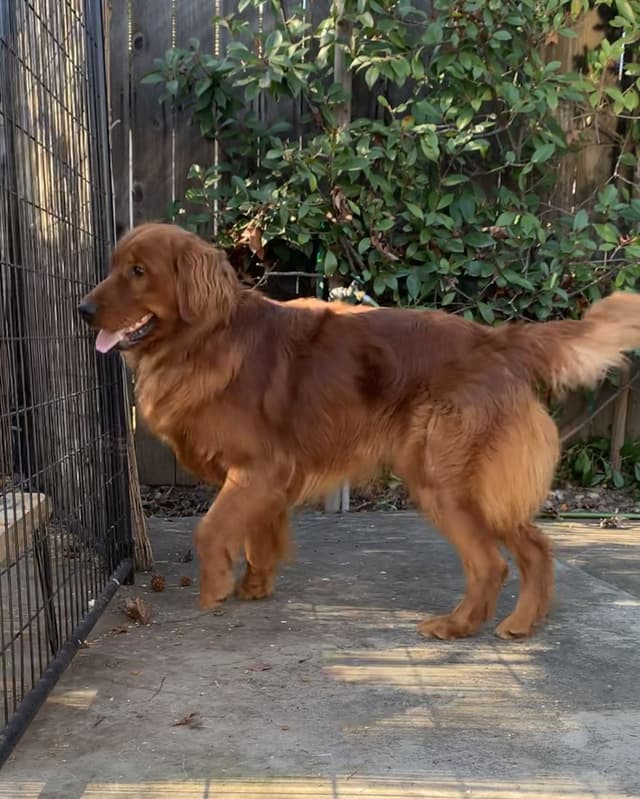 Golden Retriever Puppies media 3