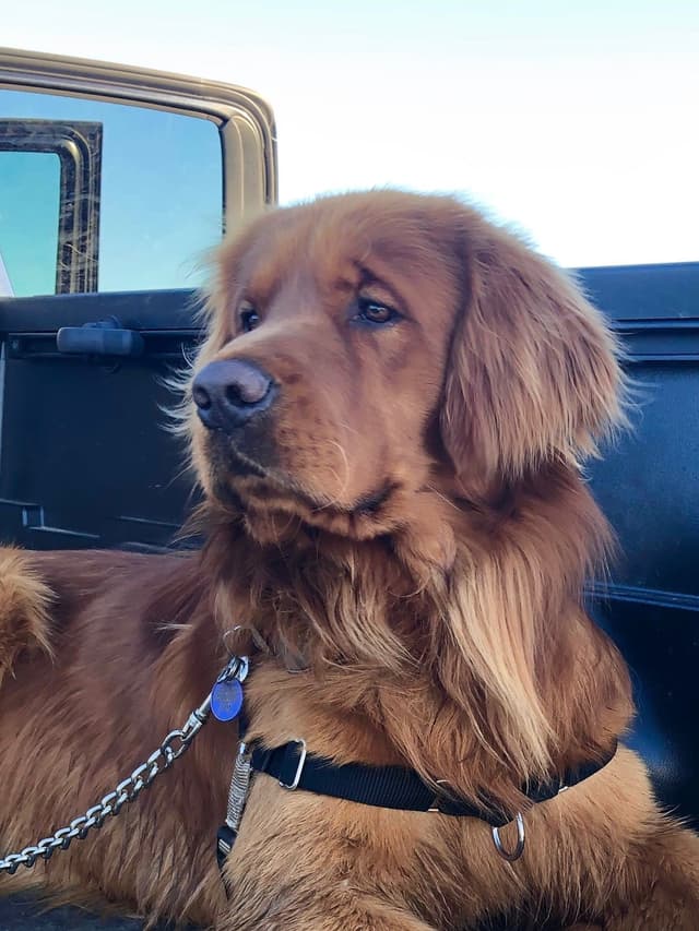 Golden Retriever Puppies media 4