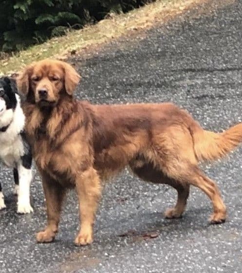 Golden Retriever Puppies media 2