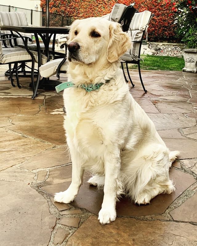 Golden Retriever Puppies media 5