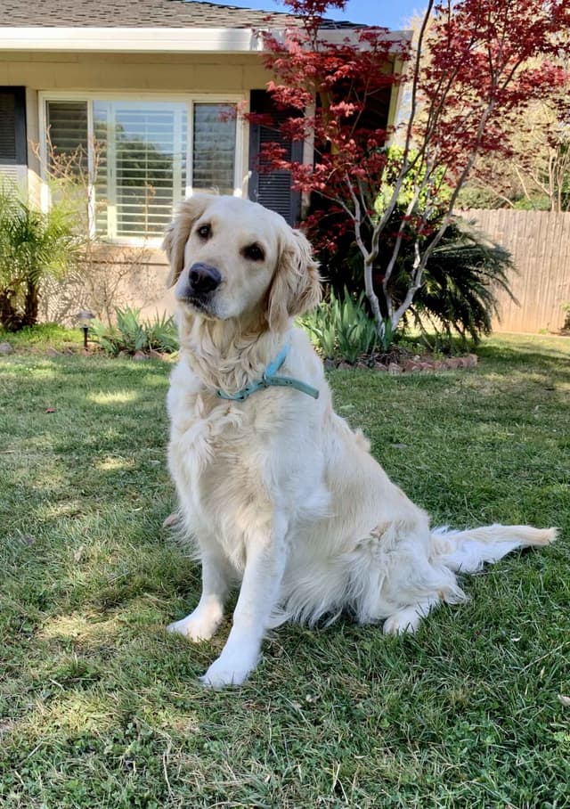 Golden Retriever Puppies media 6