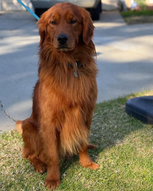 Golden Retriever Puppies media 8