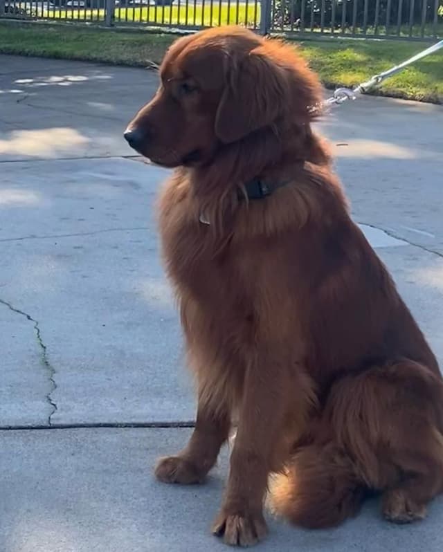 Golden Retriever Puppies media 7