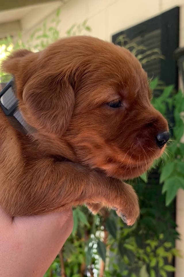 Golden Retriever Puppies media 9