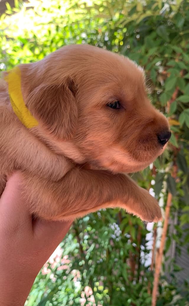 Golden Retriever Puppies media 10