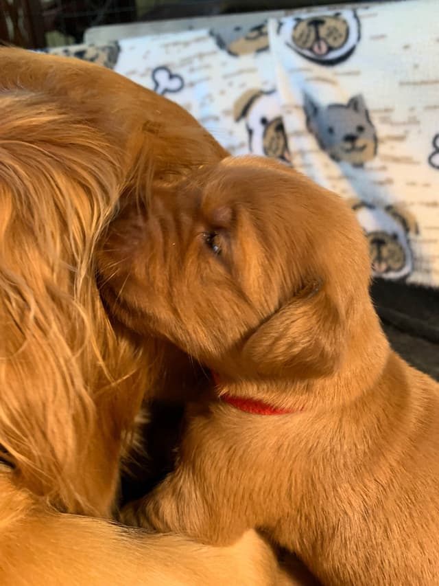 Golden Retriever Puppies media 12