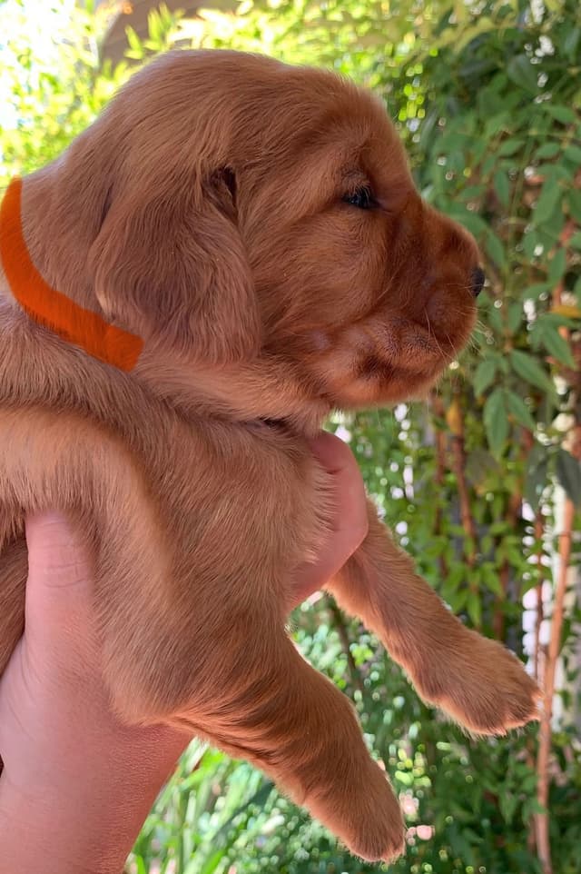 Golden Retriever Puppies media 11
