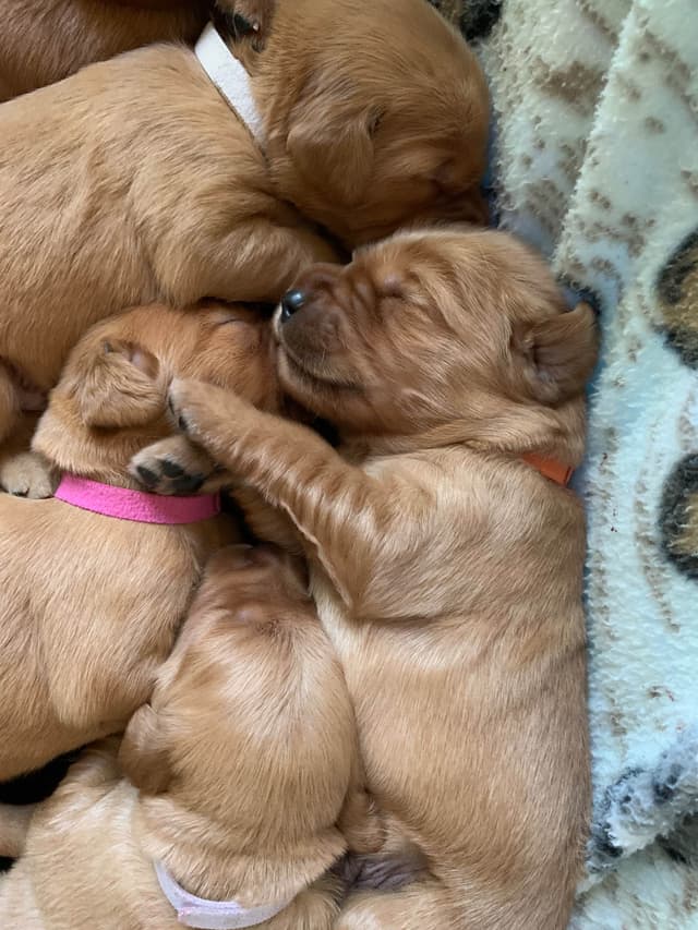 Golden Retriever Puppies media 15