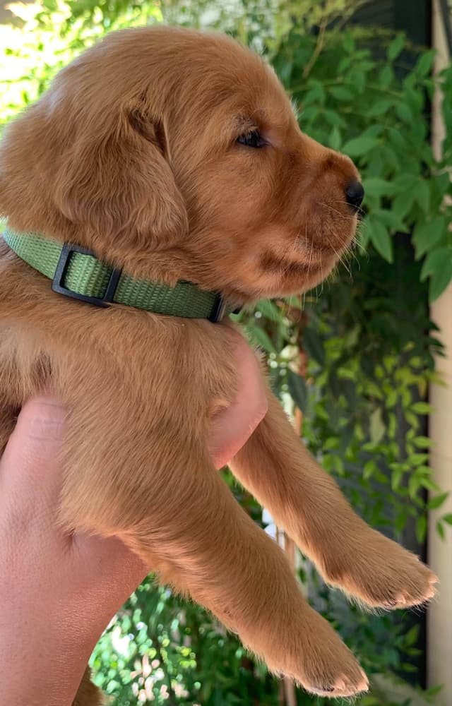 Golden Retriever Puppies media 13