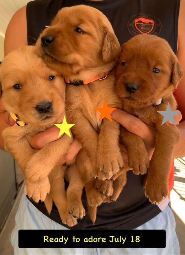 Golden Retriever Puppies media 14