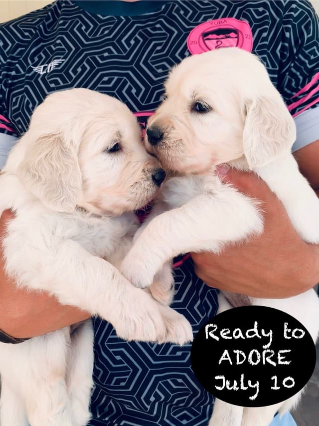 Golden Retriever Puppies media 6