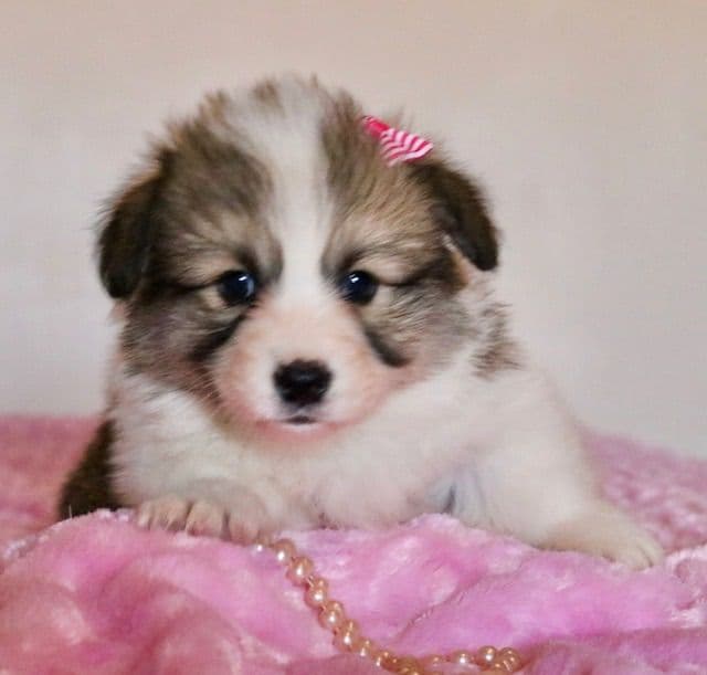Pembroke Welsh Corgi Puppies some Fluffy! media 2