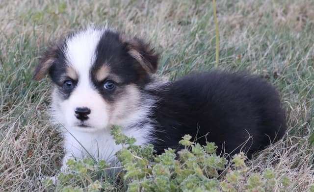 Pembroke Welsh Corgi Puppies some Fluffy! media 7