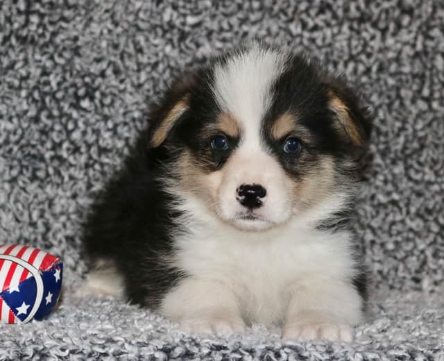 Pembroke Welsh Corgi Puppies some Fluffy! media 4