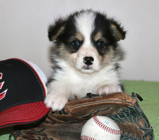 Pembroke Welsh Corgi Puppies some Fluffy! media 6