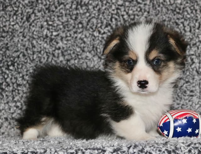 Pembroke Welsh Corgi Puppies some Fluffy! media 5