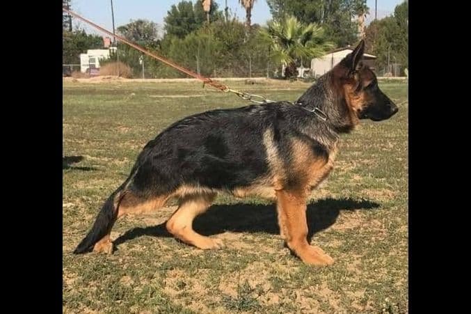 Rottweiler Puppies breeder image 3