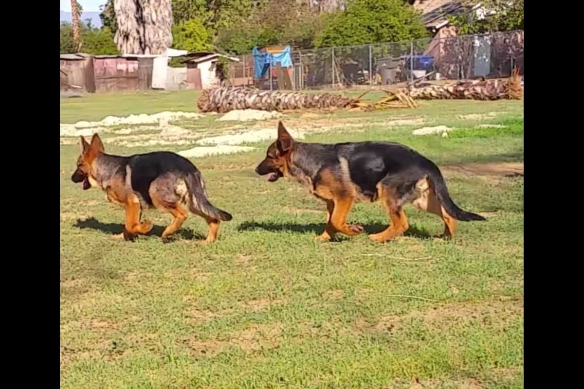 Rottweiler Puppies breeder image 5