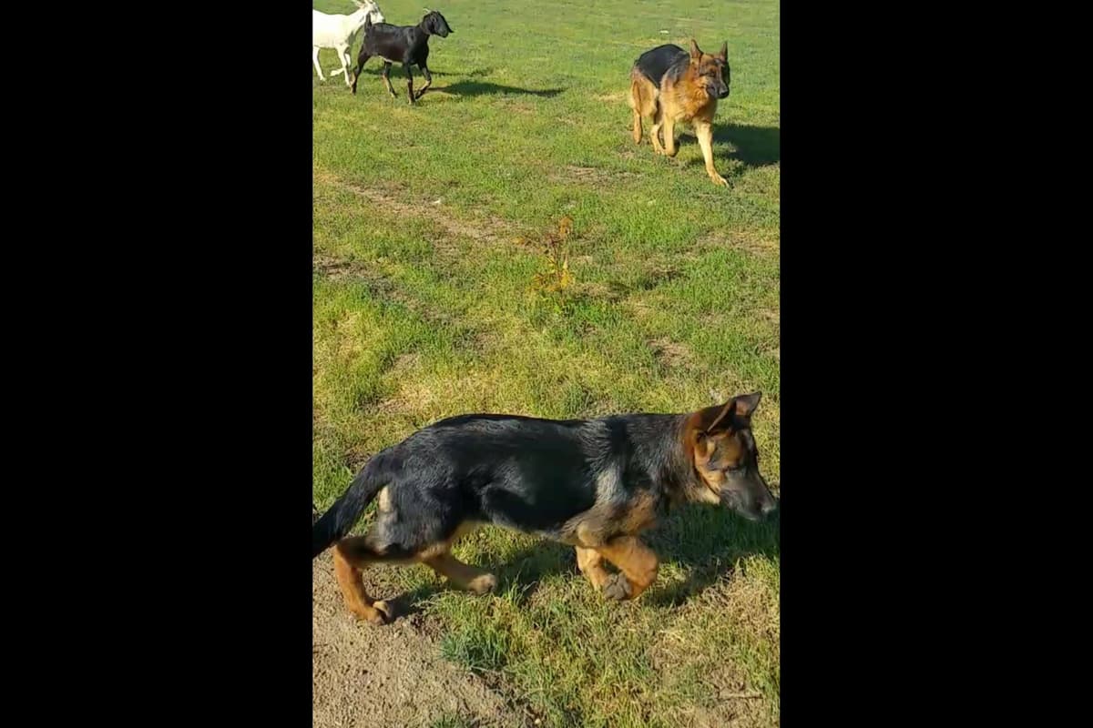 Rottweiler Puppies breeder image 6