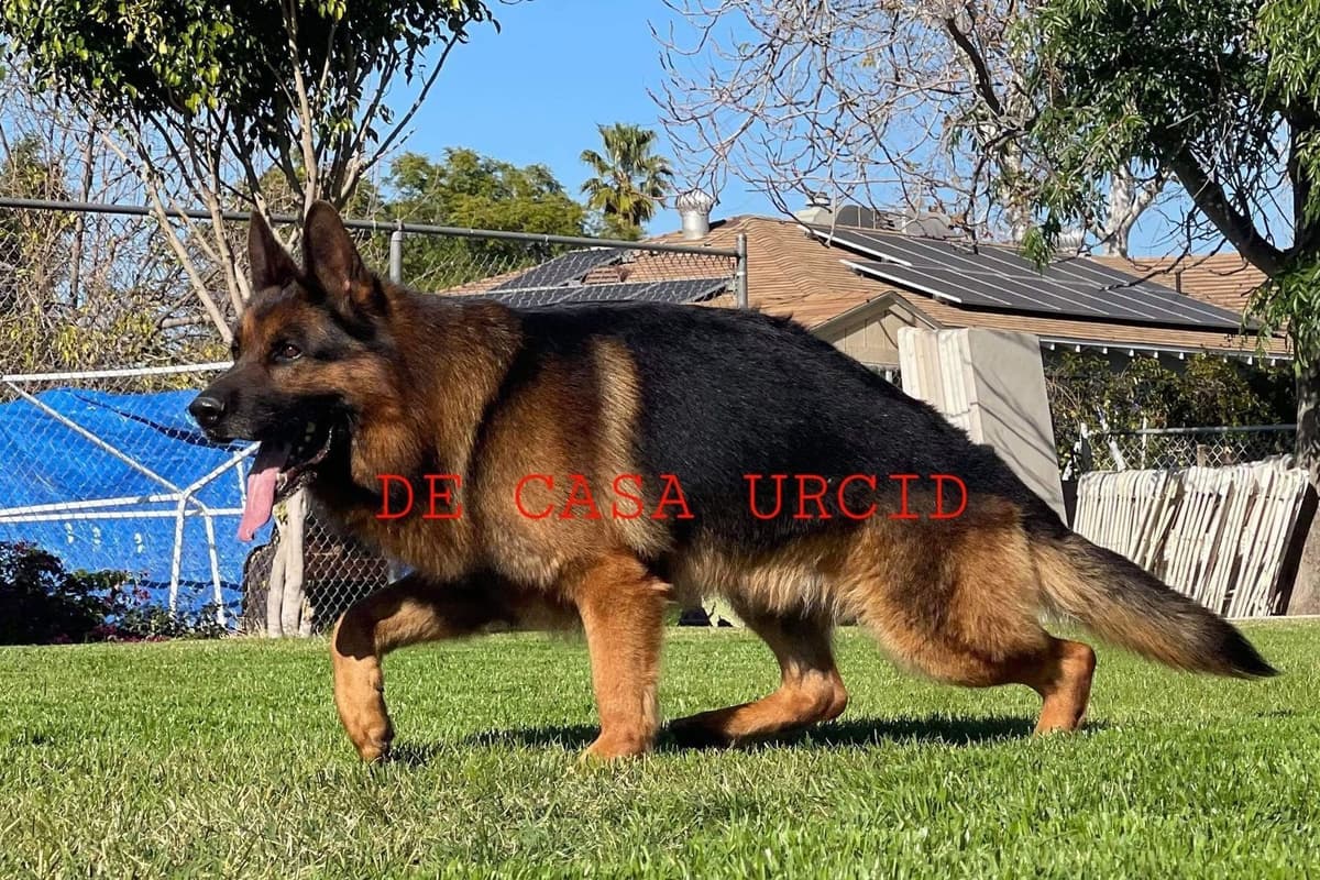 Rottweiler Puppies breeder image 7