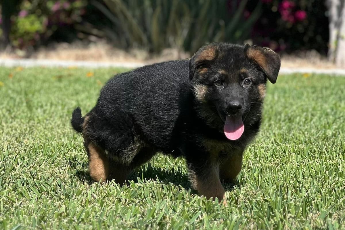 Rottweiler Puppies breeder image 8