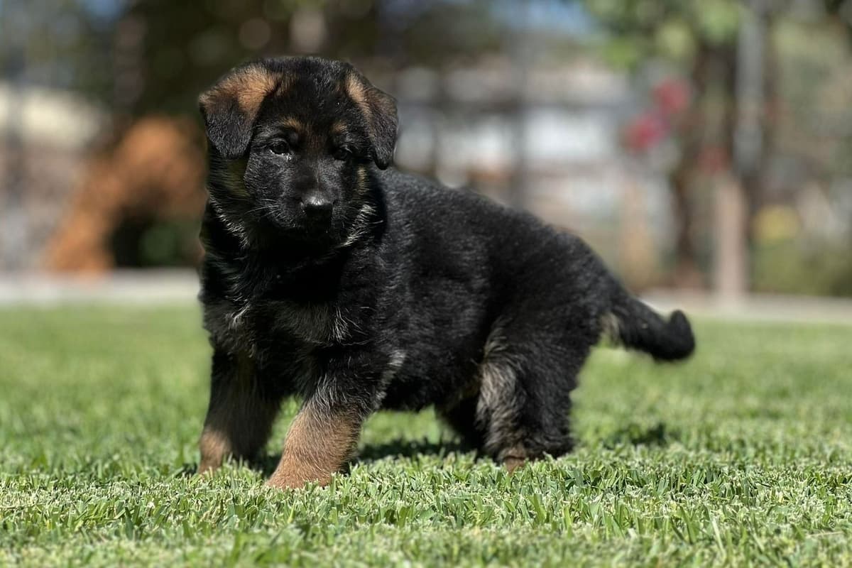Rottweiler Puppies breeder image 9