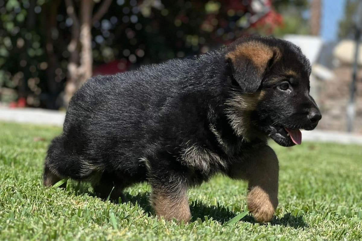 Rottweiler Puppies breeder image 10
